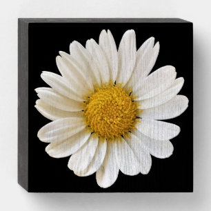 Single White Daisy on Black Background Wooden Box Sign