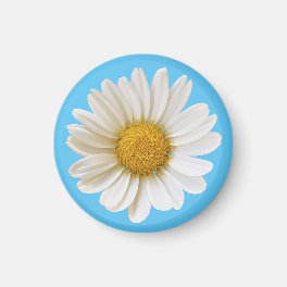 Single White Daisy on Sky Blue Magnet