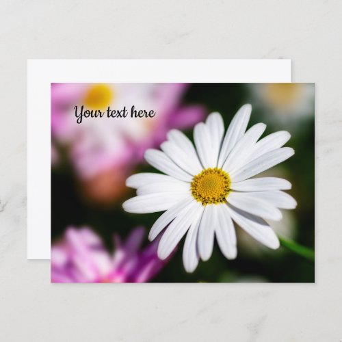 Single White Daisy Postcard