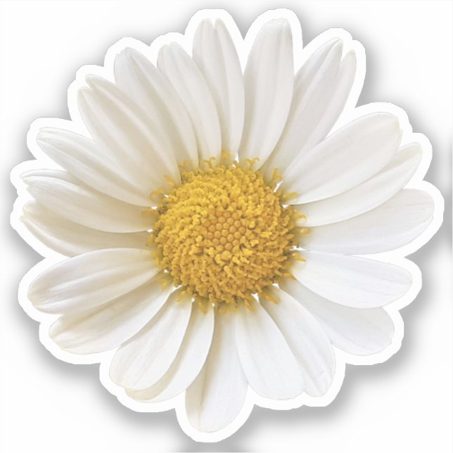 Single White Daisy Sticker (Front)