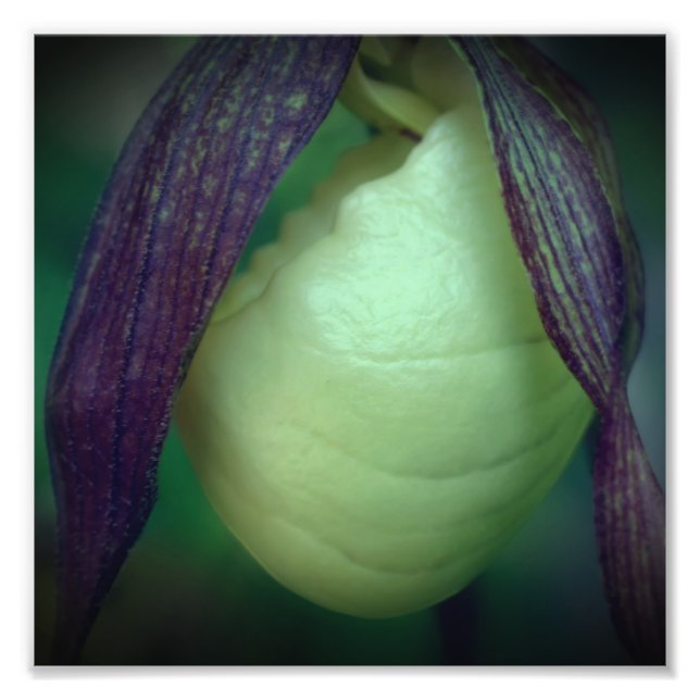 Single White Lady Slipper Orchid Flower 8x8 Photo Print (Front)