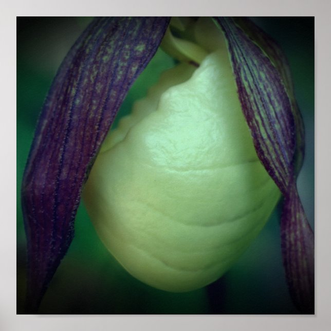 Single White Lady Slipper Orchid Flower Close Up Poster (Front)
