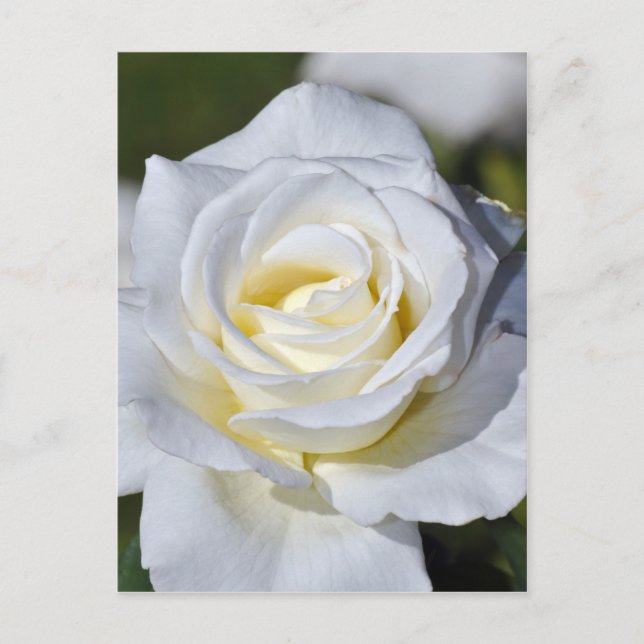 Single white rose blossoms postcard (Front)