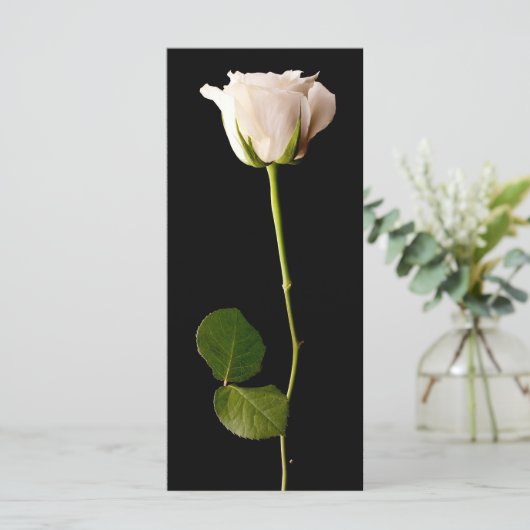 Single white rose on a black background (Standing Front)