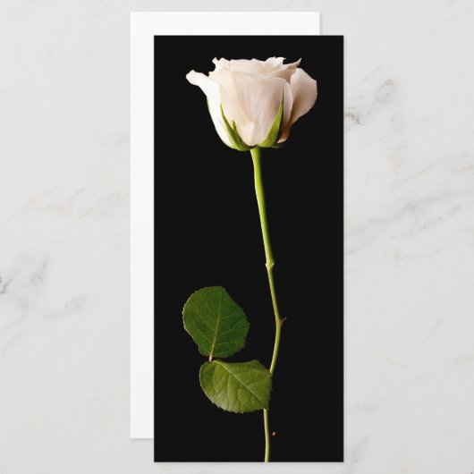 Single white rose on a black background (Front/Back)