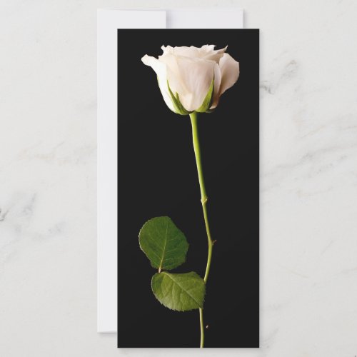 Single white rose on a black background