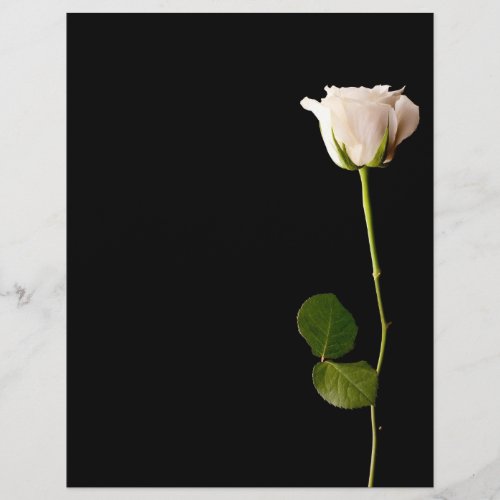 Single white rose on a black background flyer
