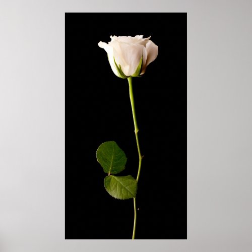 Single white rose on a black background poster