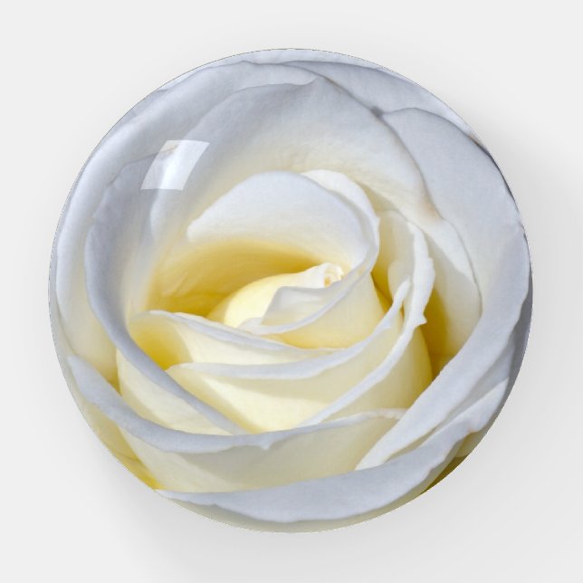 Single white rose paperweight (Front)