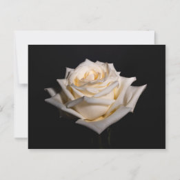 Single White Rose Postcard