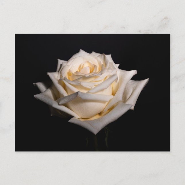 Single White Rose Postcard (Front)