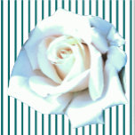 Single White Rose Sculpture<br><div class="desc">This Single White Rose design from Zazzle and Elizabeth's Creative Pursuits features a single white rose. It is also available with a single yellow rose, a single red rose, or a single pink rose. Red roses symbolize love and passion, yellow roses symbolize friendship, pink roses symbolize admiration or affection, and...</div>
