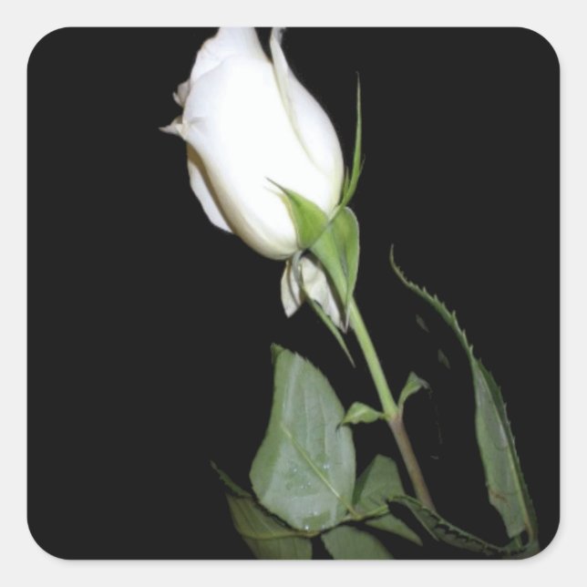 Single White Rose Square Sticker (Front)
