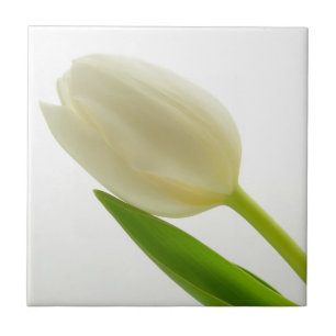 Single White Tulip Ceramic Tile