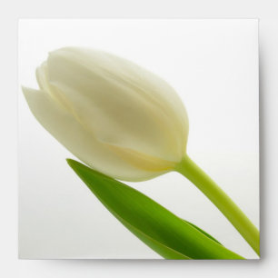 Single White Tulip Envelope