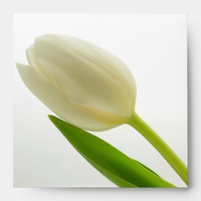 Single White Tulip Envelope (Front)