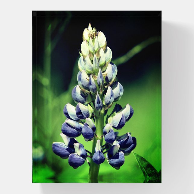 Single Wild Purple Lupine Flower   Paperweight (Vertical)
