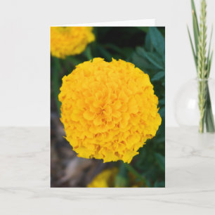 Single Yellow Marigold Greeting Card