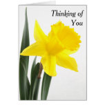 Single Yellow Narcissus Daffodil