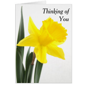 Single Yellow Narcissus Daffodil Cards