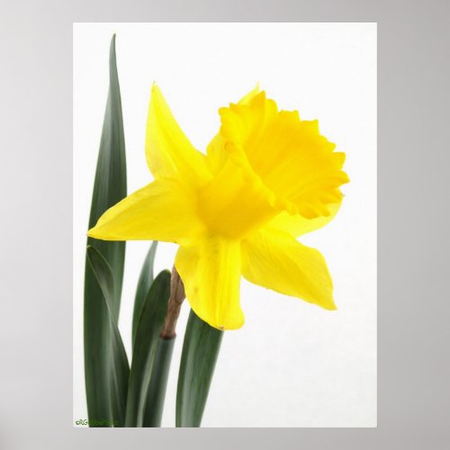 Single Yellow Narcissus Daffodil Poster