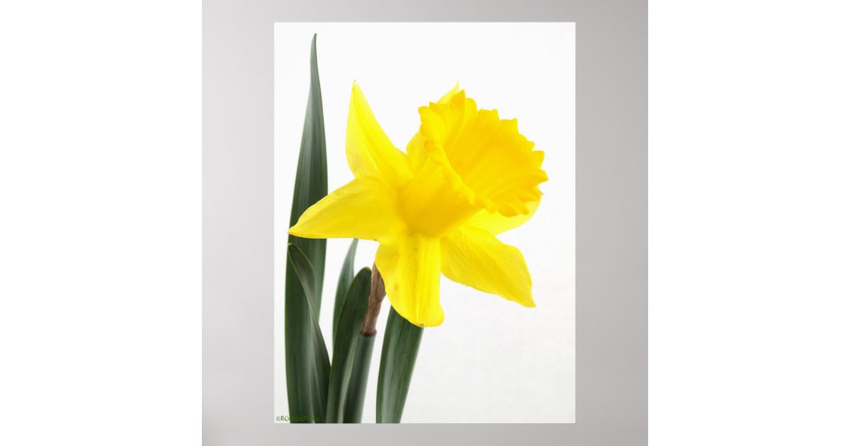 Daffodil, Narcissus available as Framed Prints, Photos, Wall Art and Photo  Gifts