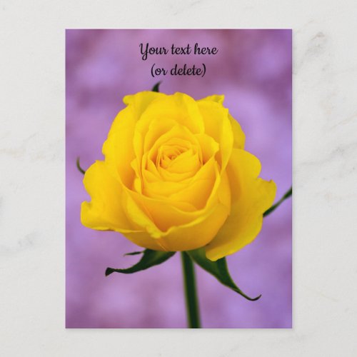 Single Yellow Rose Postcard