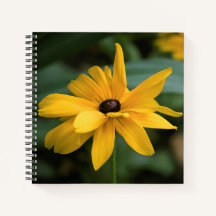Single Yellow Rudbeckia Flower