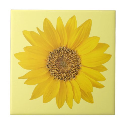 Single Yellow Sunflower on Light Yellow Ceramic Tile