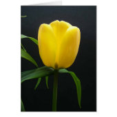 Single yellow tulip flower (Front)