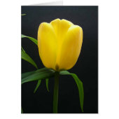 Single yellow tulip flower (Front)