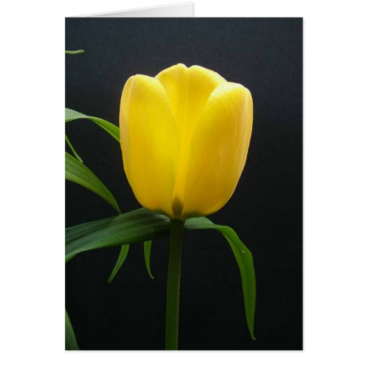 Single yellow tulip flower cards (Front)