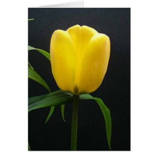 Single yellow tulip flower cards