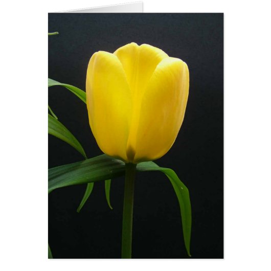 Single yellow tulip flower cards (Front)
