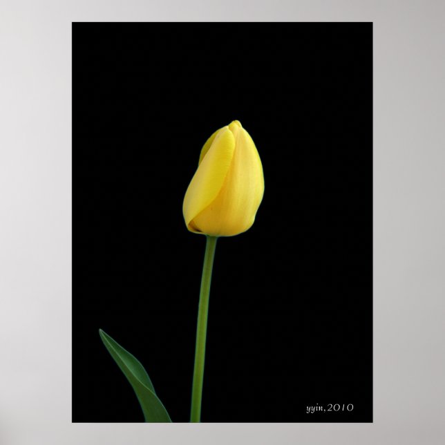 single yellow tulip flower poster (Front)