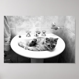 sink_cats_12 pets kitten animals adorable cuteness poster