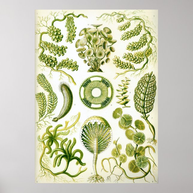 Siphoneae Poster (Front)