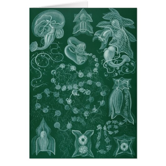 Siphonophorae Cards (Front)