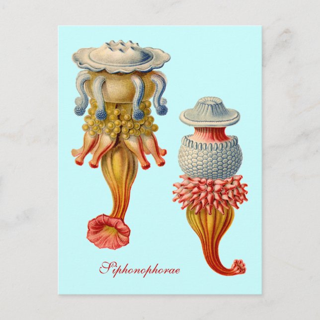 Siphonophorae  - Jellyfish postcard (Front)