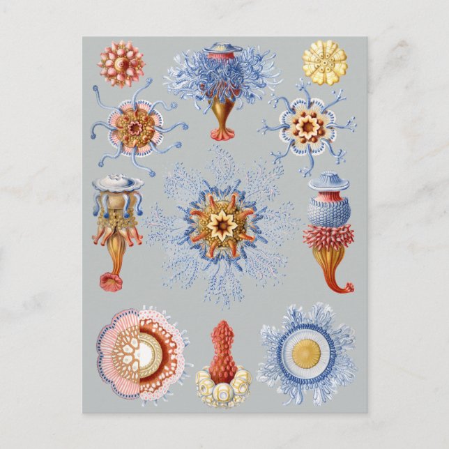 Siphonophorae Postcard (Front)