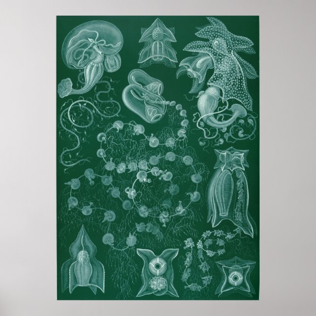 Siphonophorae Poster (Front)