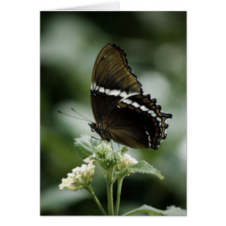 Siproeta Card