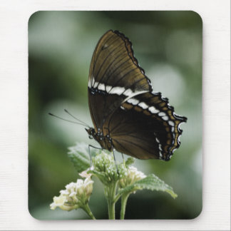 Siproeta Mousepad