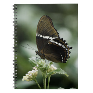 Siproeta Notebook