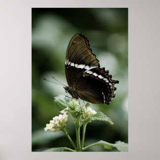 Siproeta Print