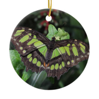 Siproeta stelenes ceramic ornament