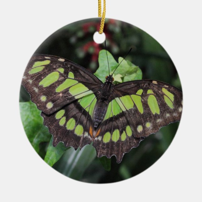 Siproeta stelenes ceramic ornament (Front)