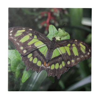 Siproeta stelenes ceramic tile