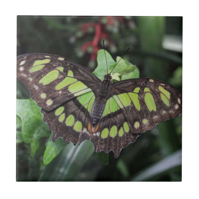 Siproeta stelenes ceramic tile (Front)