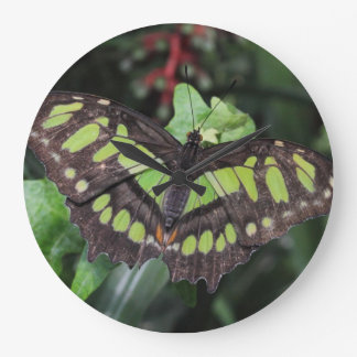 Siproeta stelenes large clock